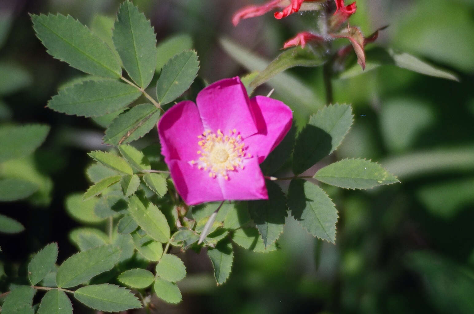 Image of prickly rose