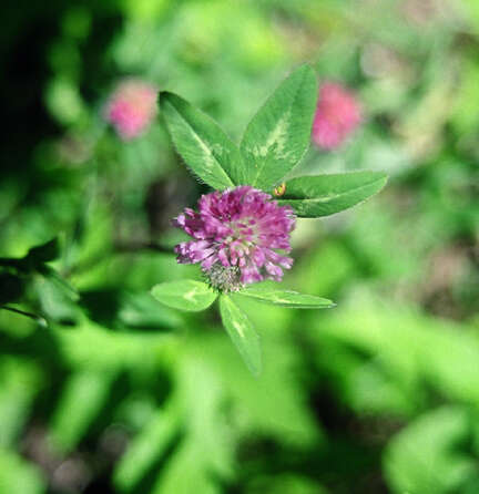 Image of Red Clover