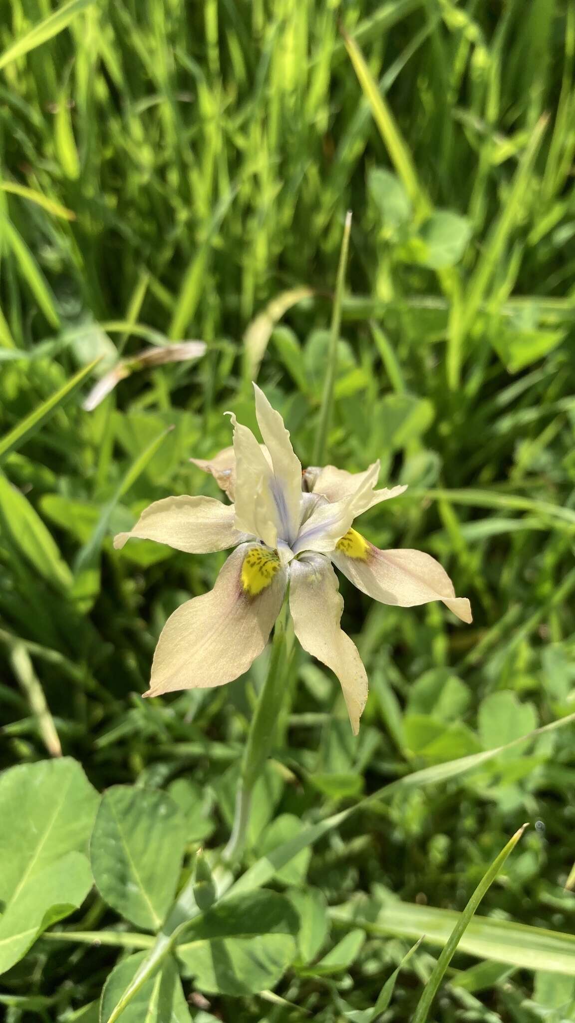 Image of Buff Clockflower