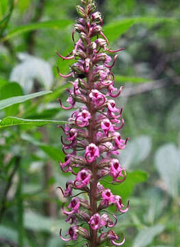 Image of elephanthead lousewort