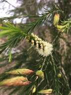 Image de Melaleuca armillaris (Gaertner) Smith