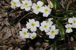 Image de Malcolmia flexuosa (Sm.) Sm.