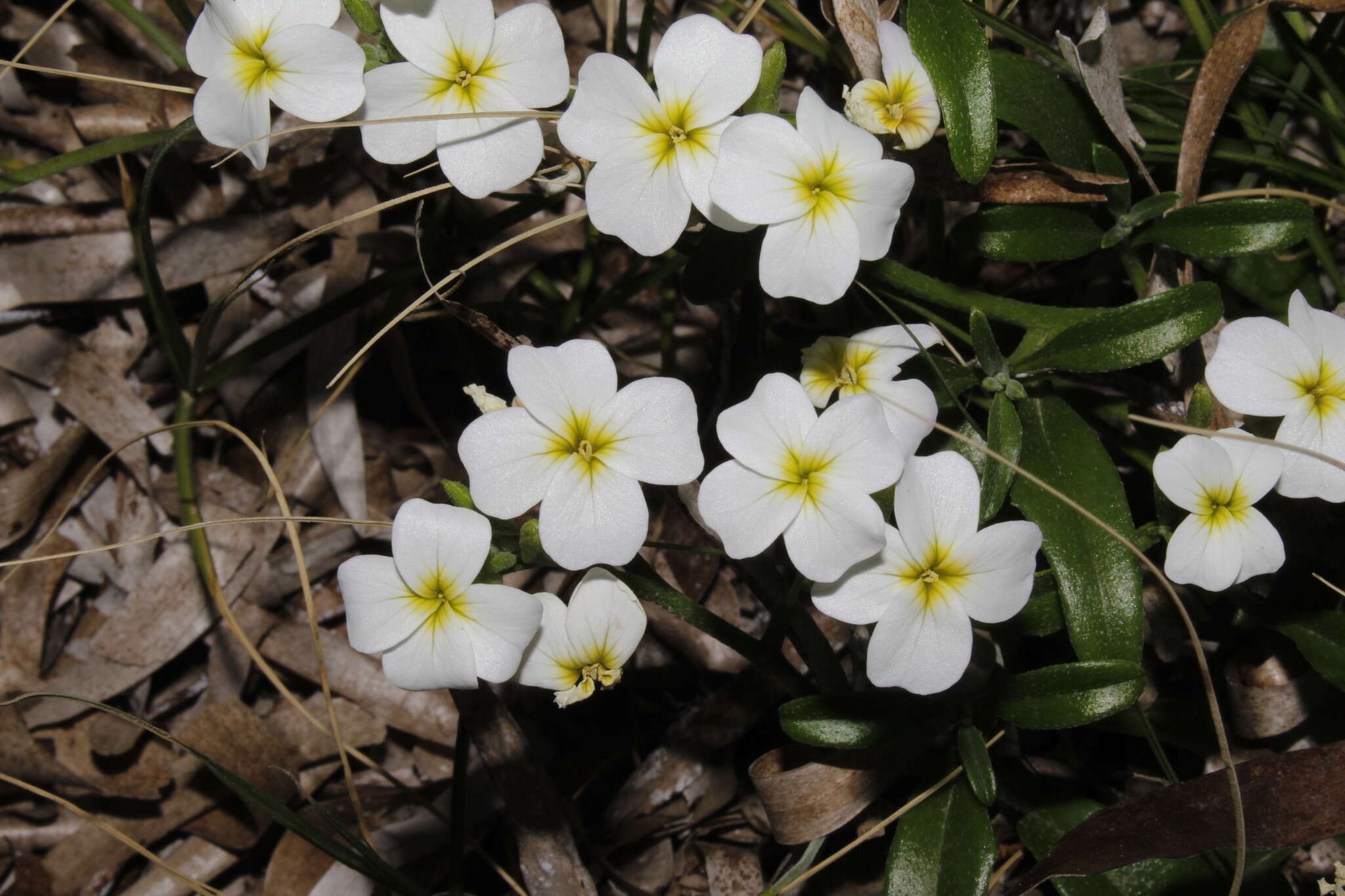 Image de Malcolmia flexuosa (Sm.) Sm.