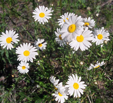 Image of Oxeye Daisy