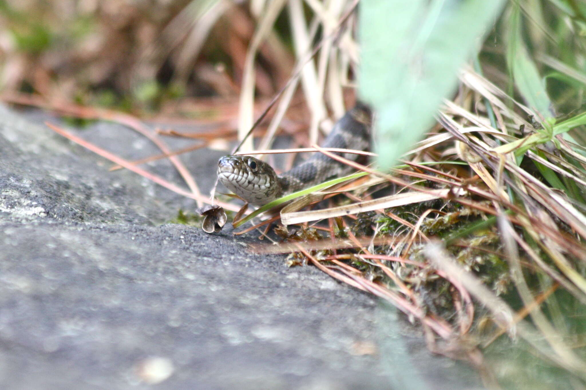 Image of Nerodia sipedon sipedon (Linnaeus 1758)