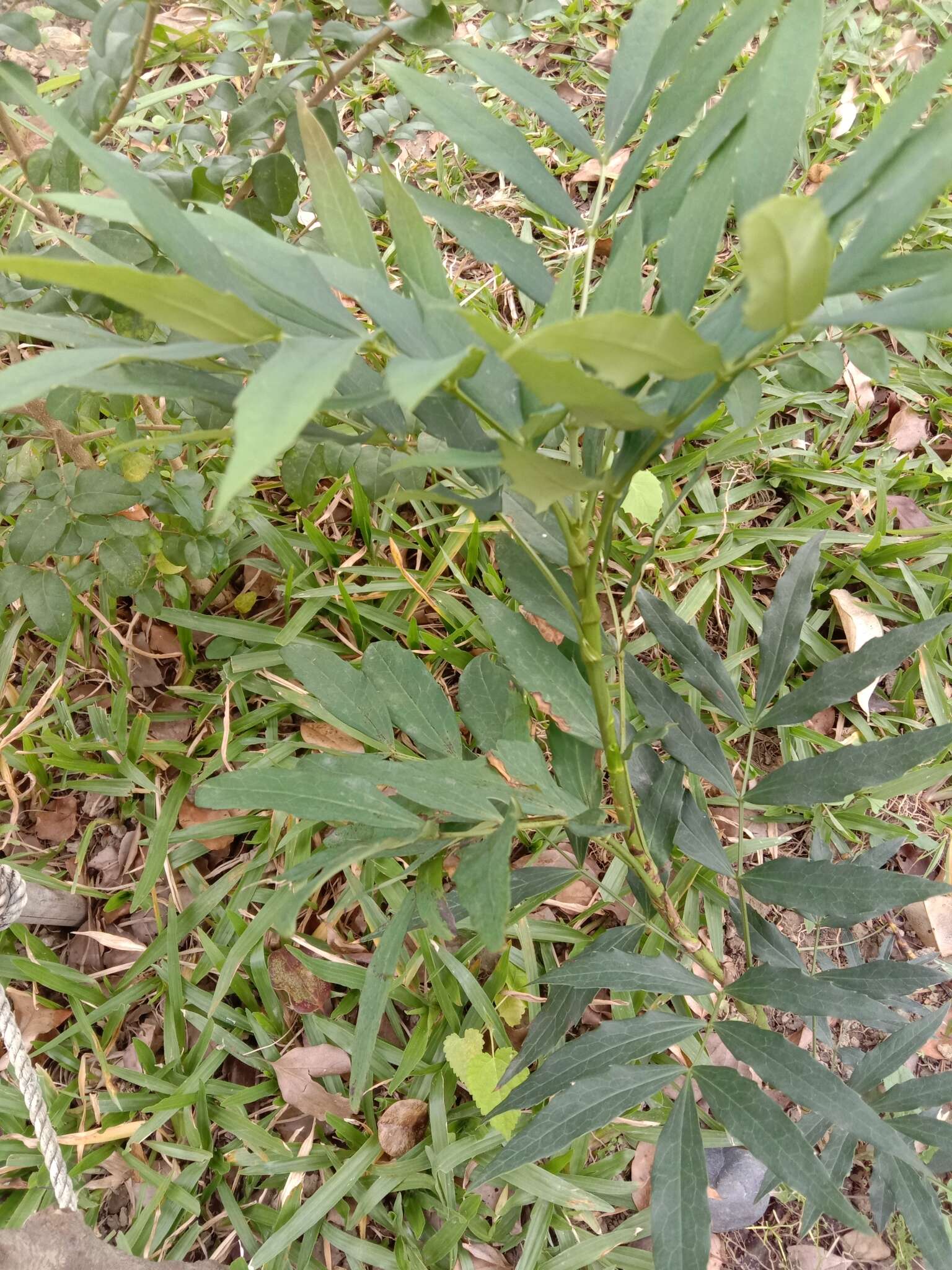 Image of Berberis fortunei Lindl.