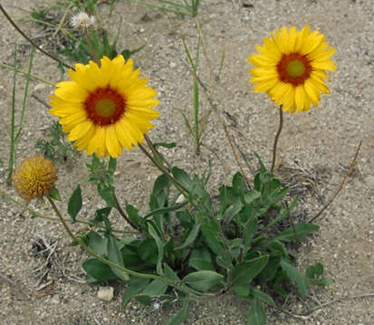 Image of Common perennial gaillardia