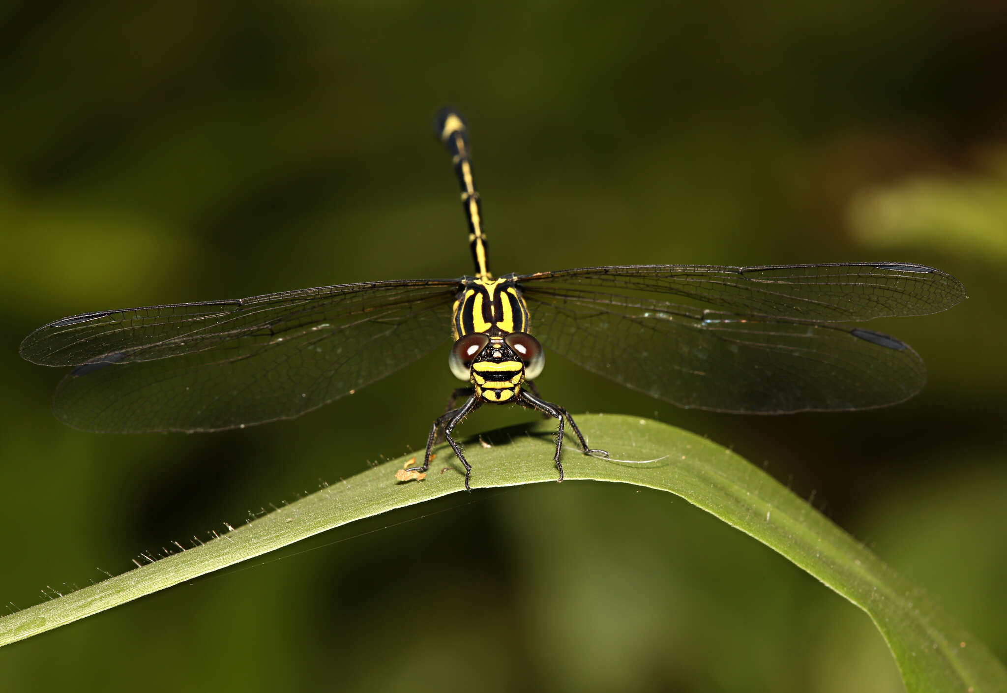 Imagem de Austrogomphus amphiclitus (Selys 1873)