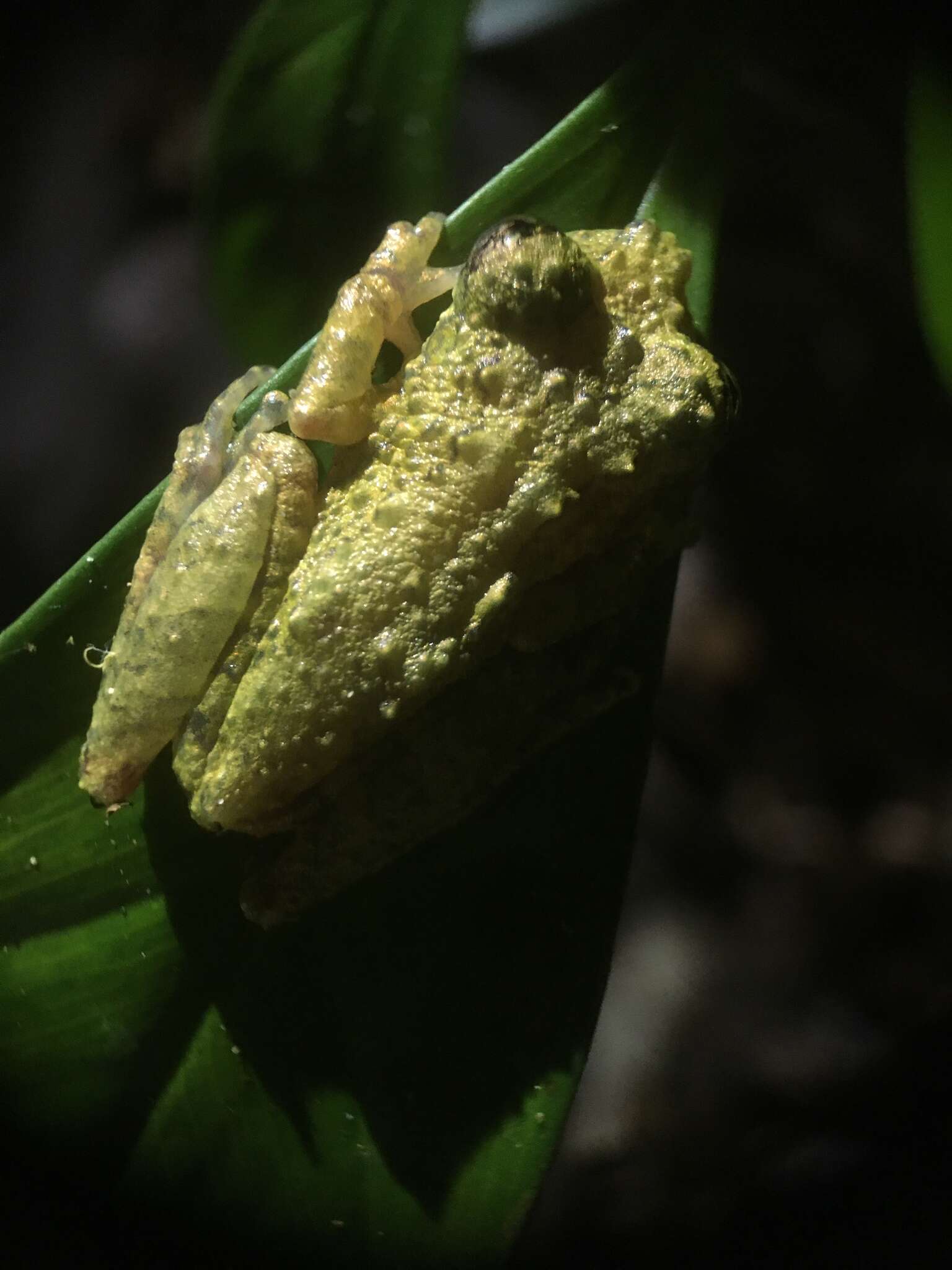 Image of Ololygon muriciensis (Cruz, Nunes & Lima 2011)