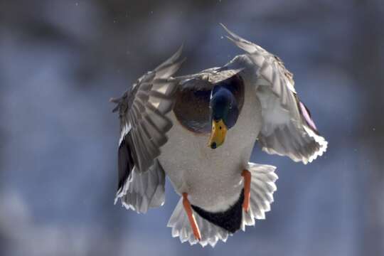 Image of Common Mallard