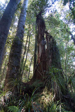 Image of kauri