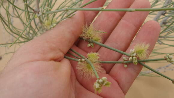 Image of Calligonum crinitum Boiss.