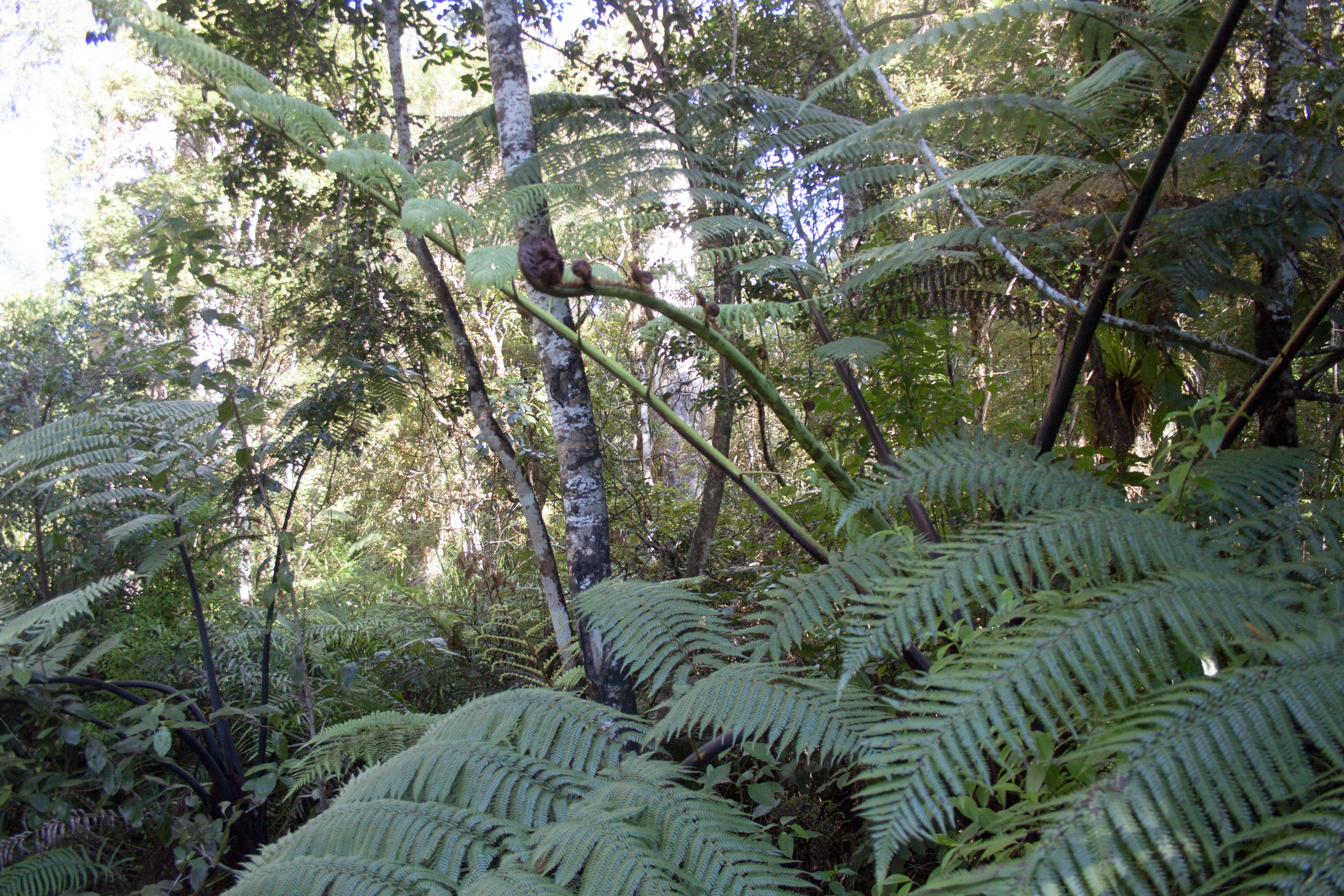 Image of Cyatheales