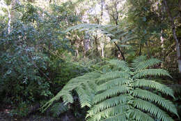 Image of Cyatheales