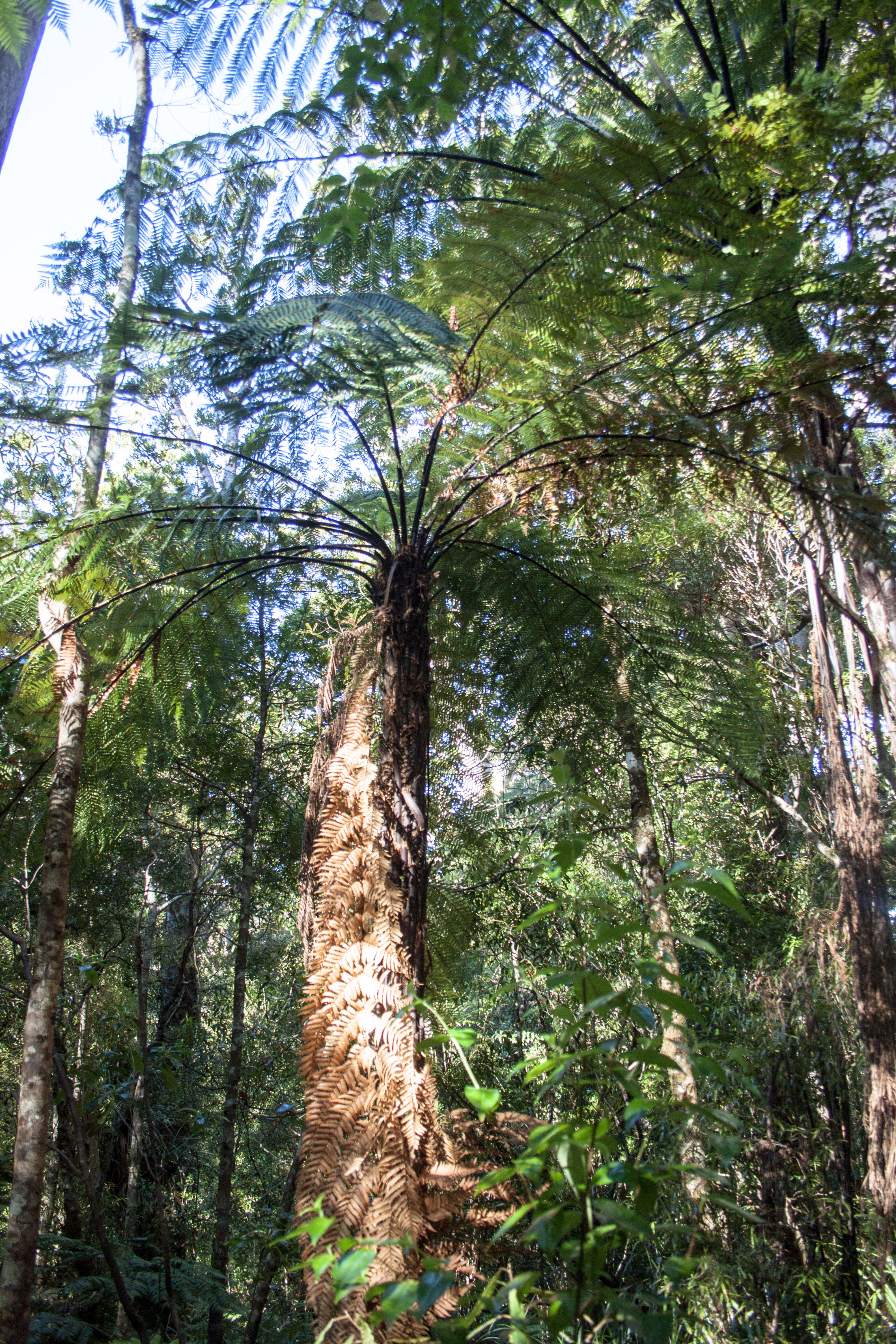 Image of Cyatheales