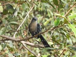 Image of Black-bellied Malkoha