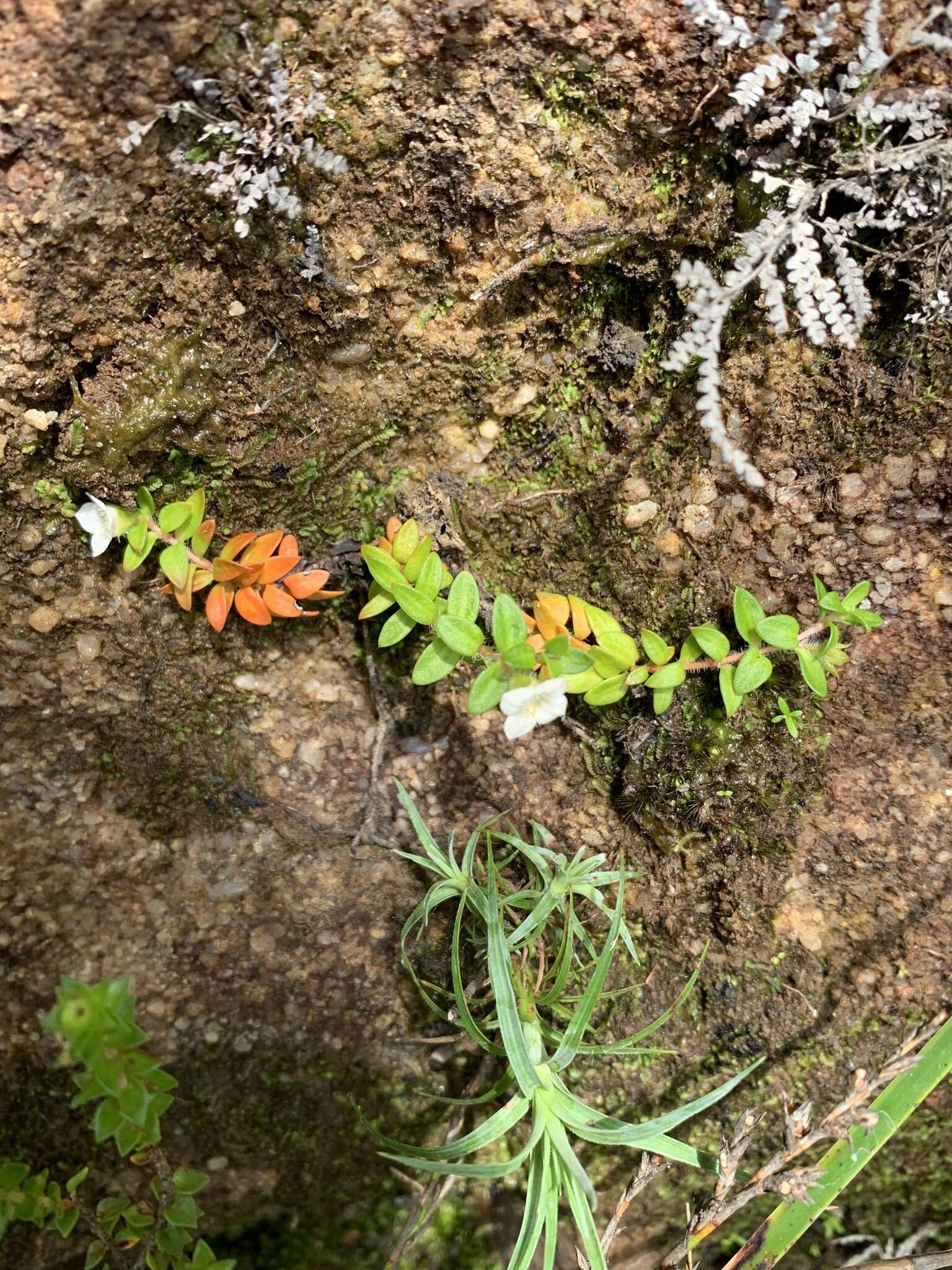 Imagem de Mitrasacme pilosa Labill.