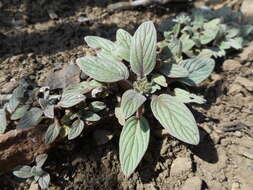 Image of Mt. Diablo phacelia