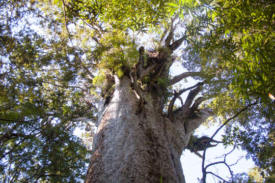 Image of kauri