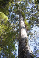 Image of kauri