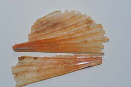 Image of amber pen shell