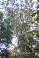 Image of kauri