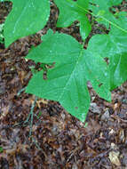 Image of Tulip Trees