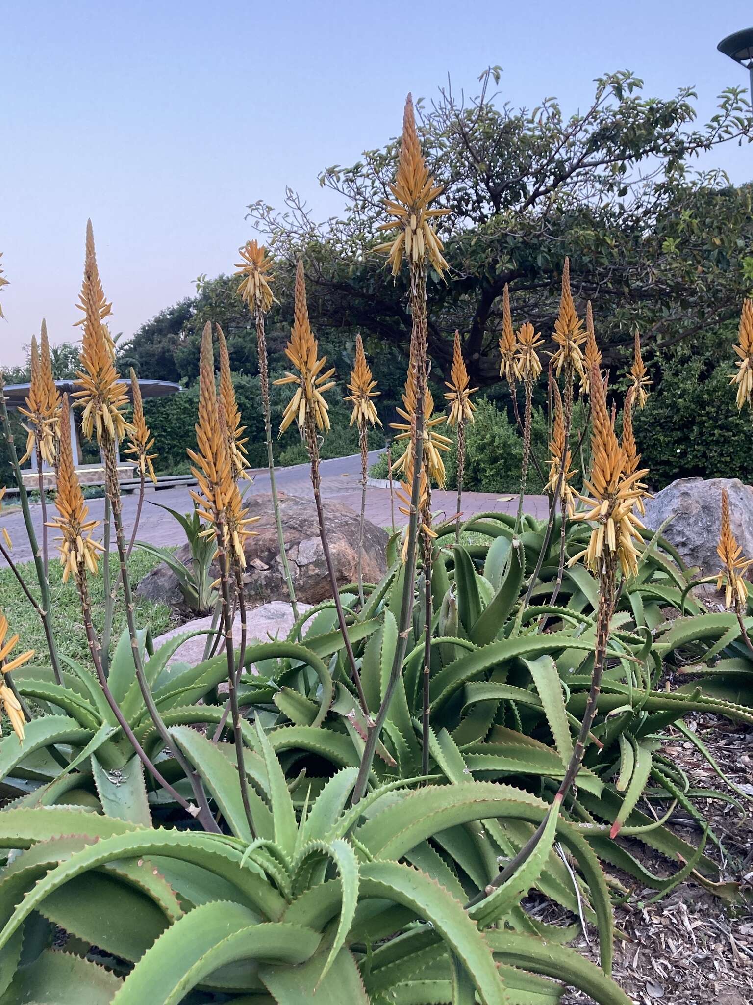 Image of Aloe vanbalenii Pillans