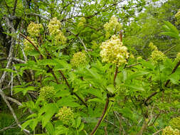 Image of Sambucus racemosa subsp. sieboldiana (Bl. ex Miq.) Hara