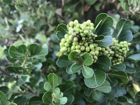 Image of Searsia lucida (L.) F. A. Barkley