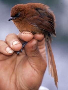 Image of Rufous Spinetail