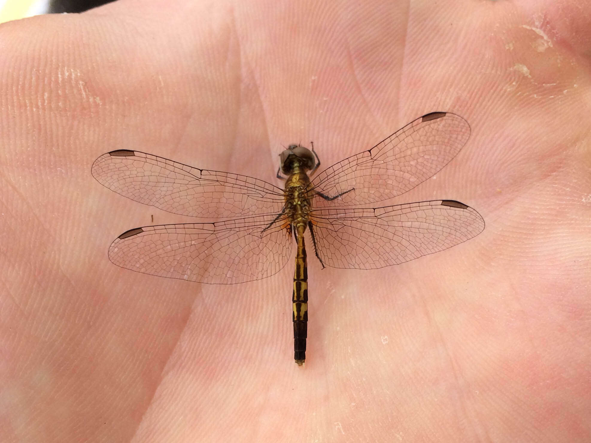 Image of Little Blue Dragonlet