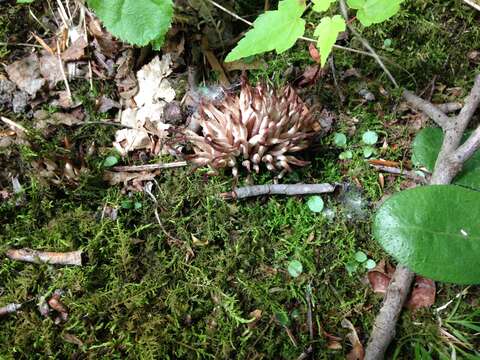 Clavaria fumosa Pers. 1796 resmi