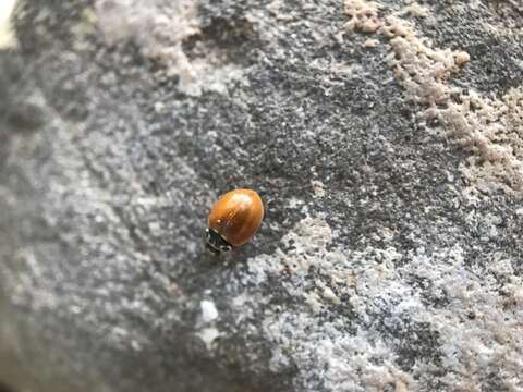 Image of Western Blood-Red Lady Beetle