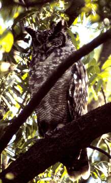 Image of Greyish Eagle-Owl