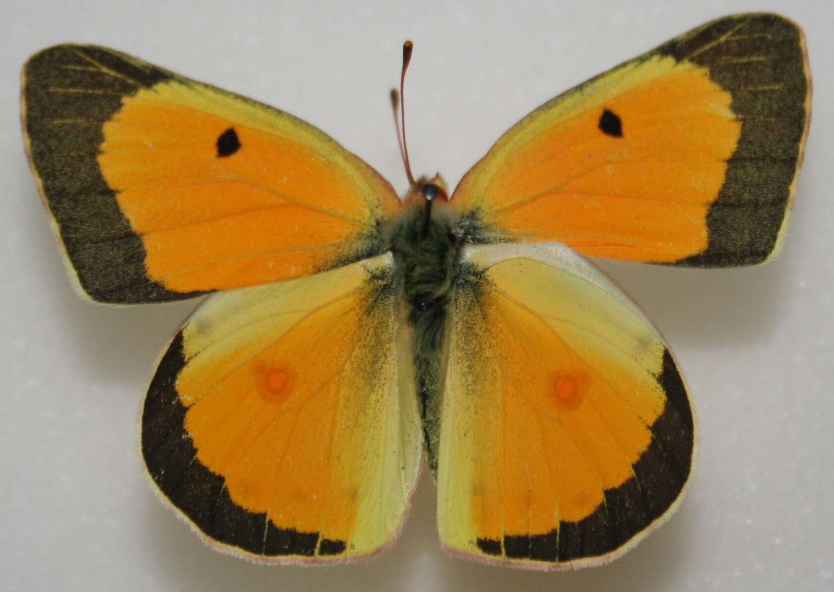 Image of Orange Sulphur