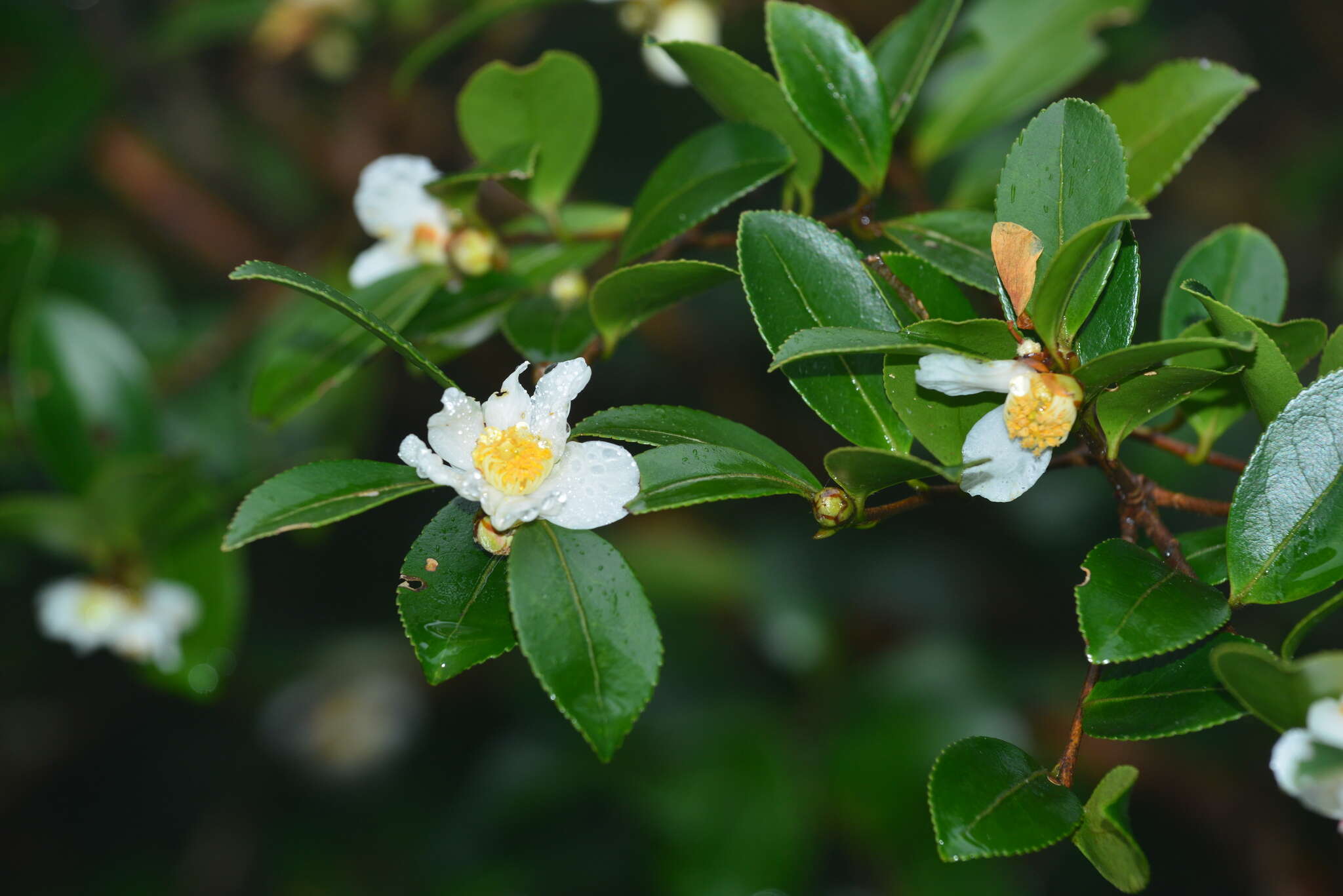 Image of Camellia brevistyla (Hayata) Cohen-Stuart