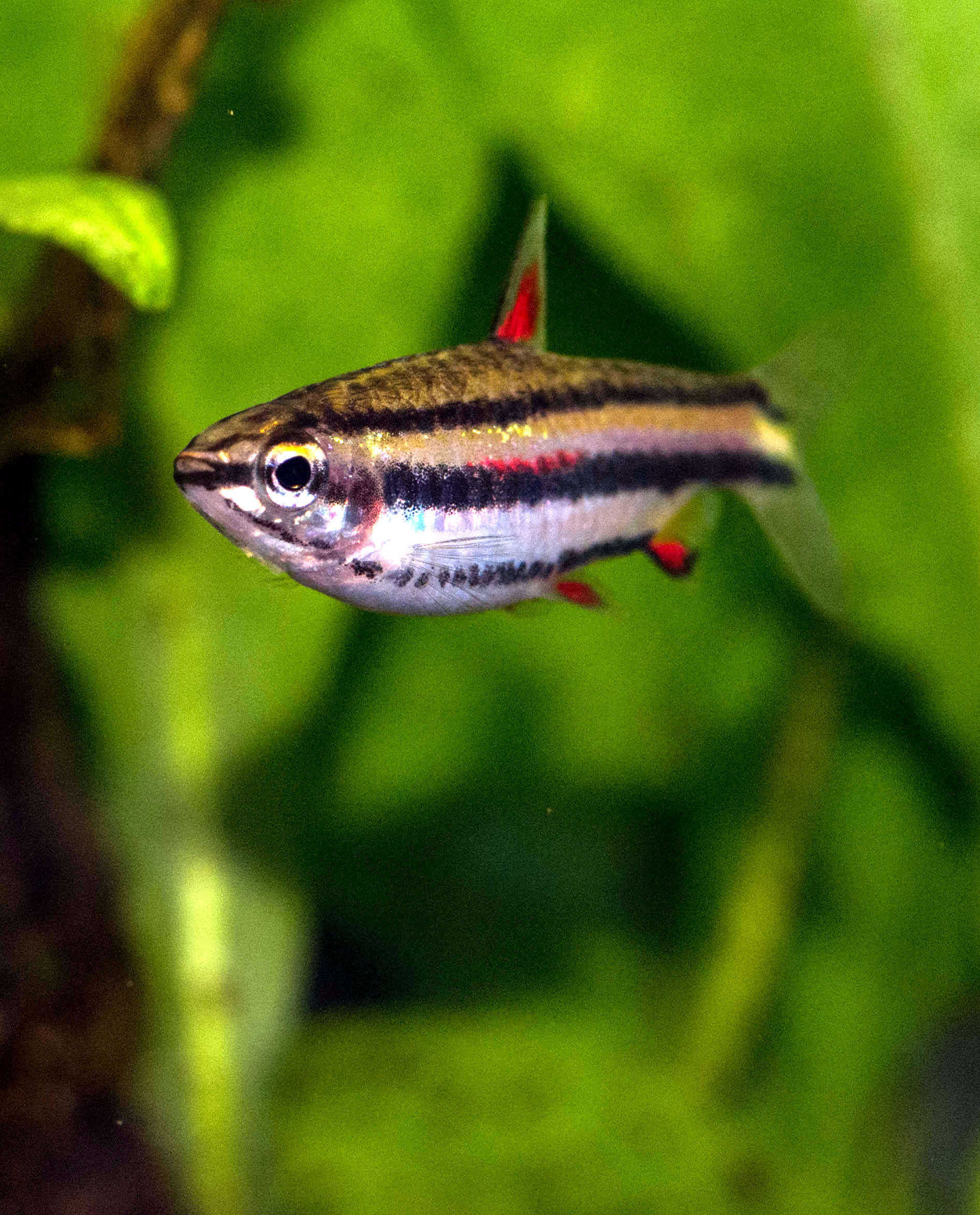 Image of Dwarf pencilfish