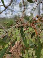 Image of Eucalyptus tereticornis subsp. tereticornis