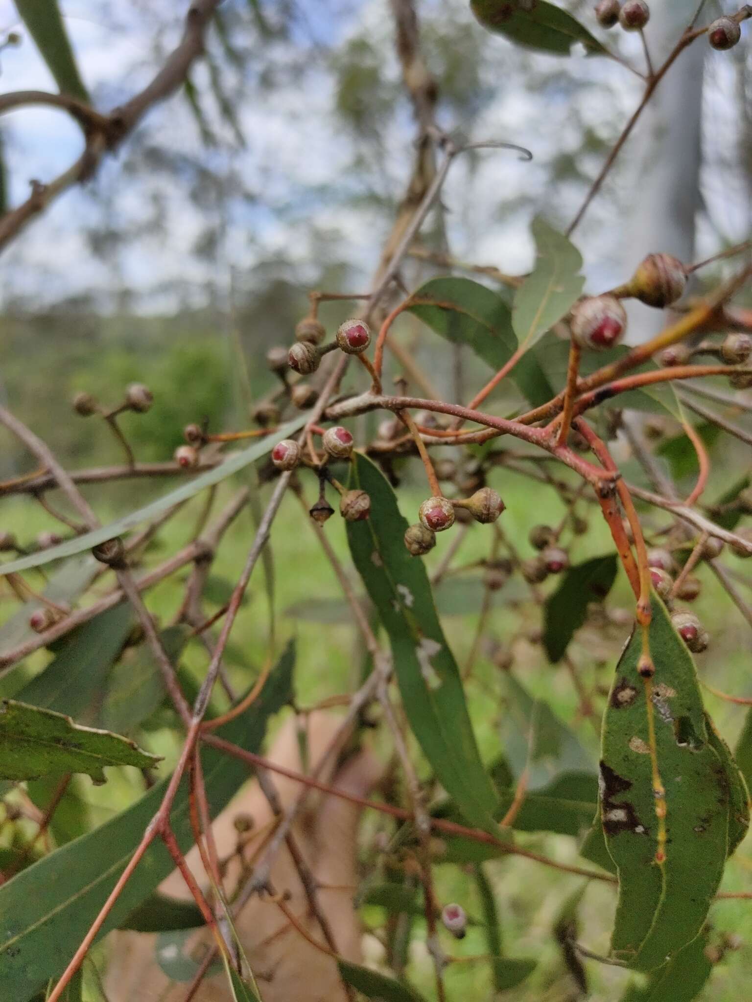 صورة Eucalyptus tereticornis subsp. tereticornis