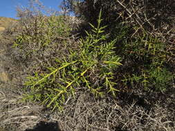 Image of Colletia hystrix Clos