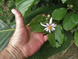 Image of Grewia lasiocarpa E. Mey.