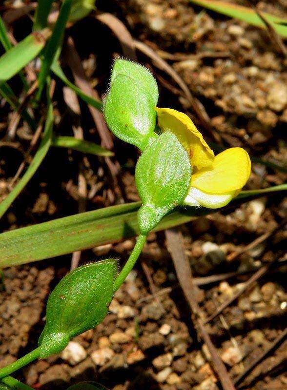 Image of Caterpillar bean