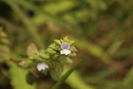 Plancia ëd Achetaria bicolor Pennell