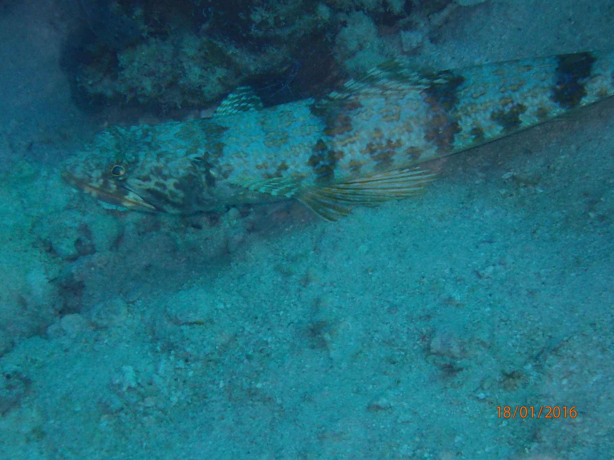 Image of Lizardfish