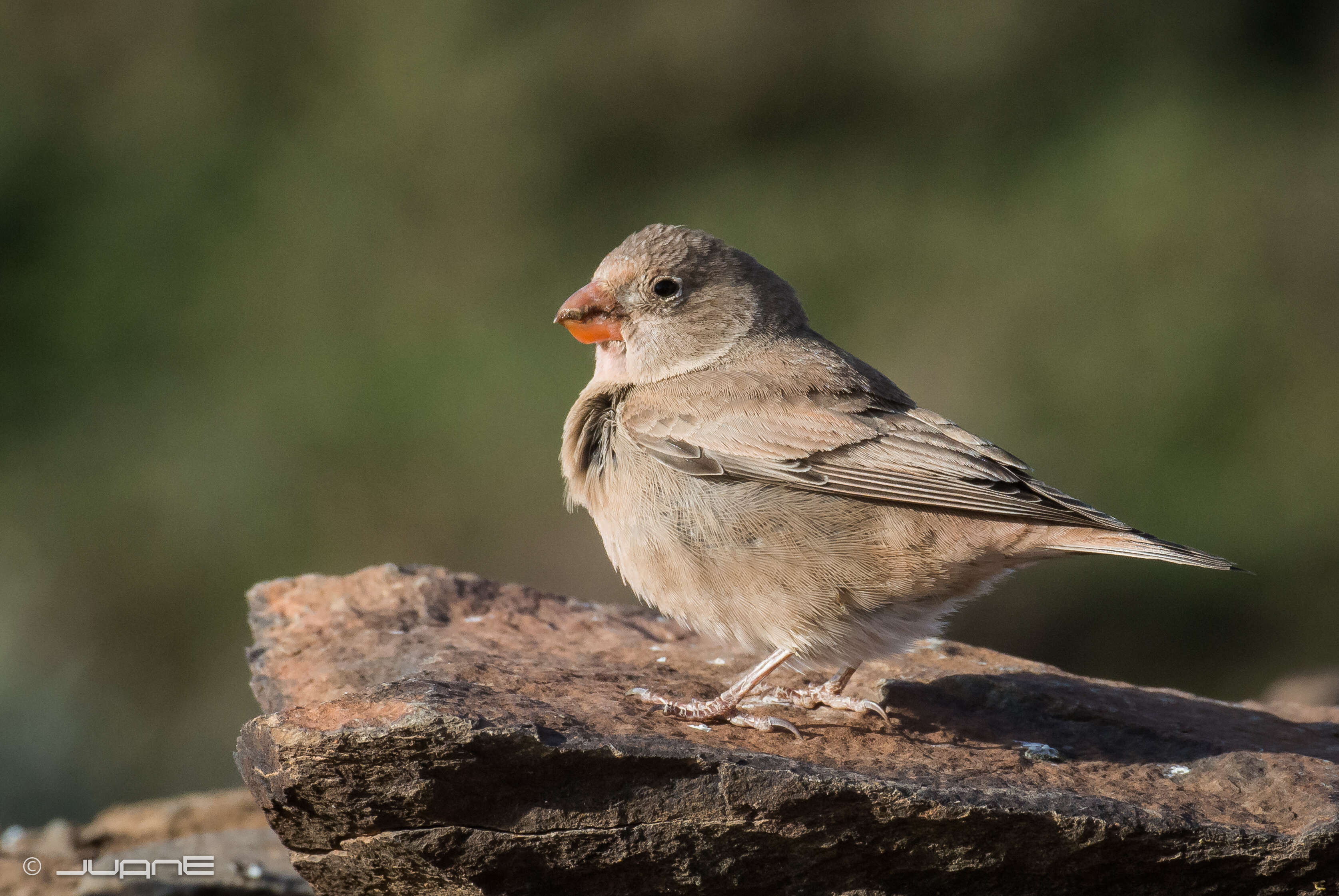 Image of Trumpeter Finch