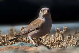 Image of Trumpeter Finch