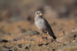 Image of Trumpeter Finch