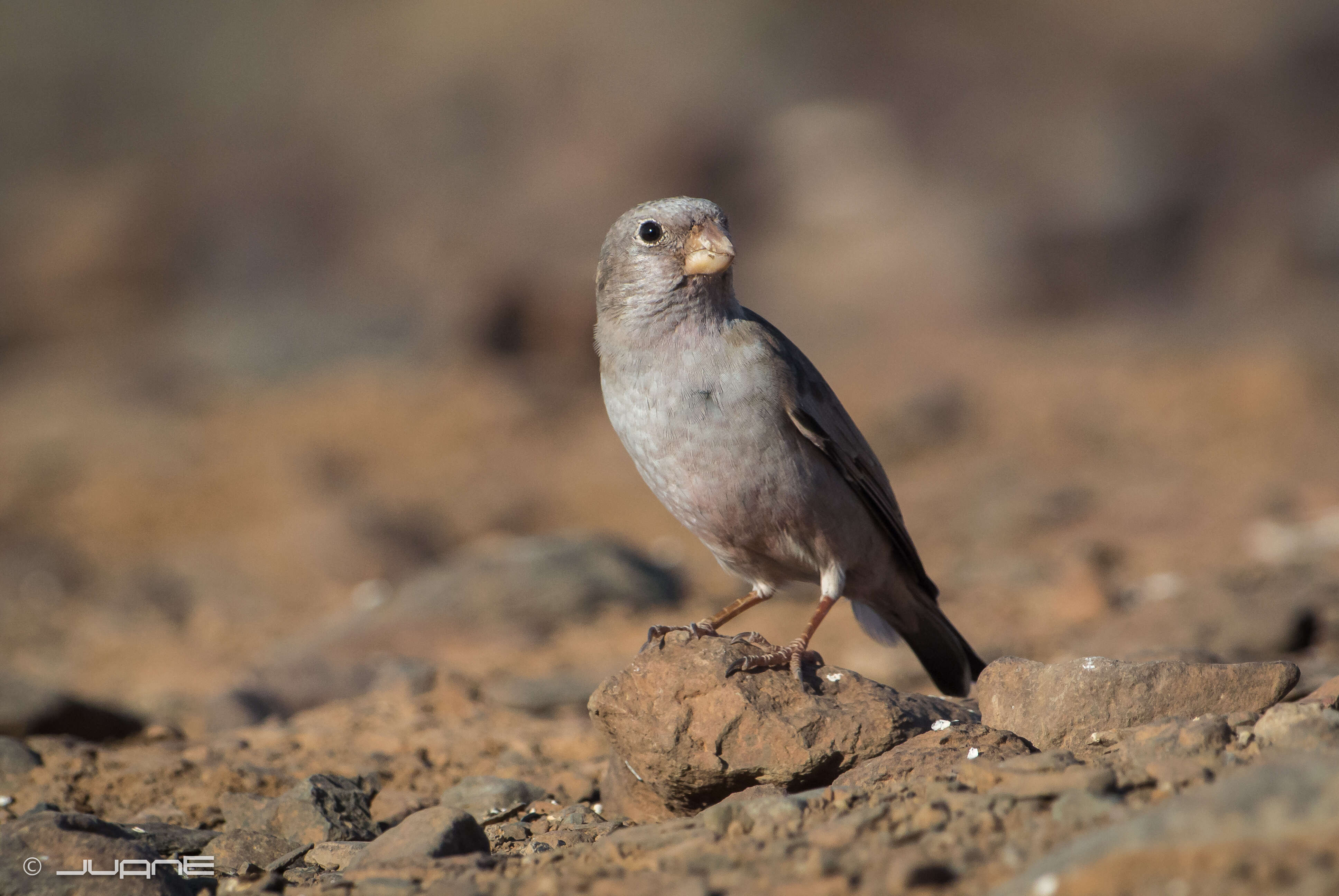 Image of Trumpeter Finch