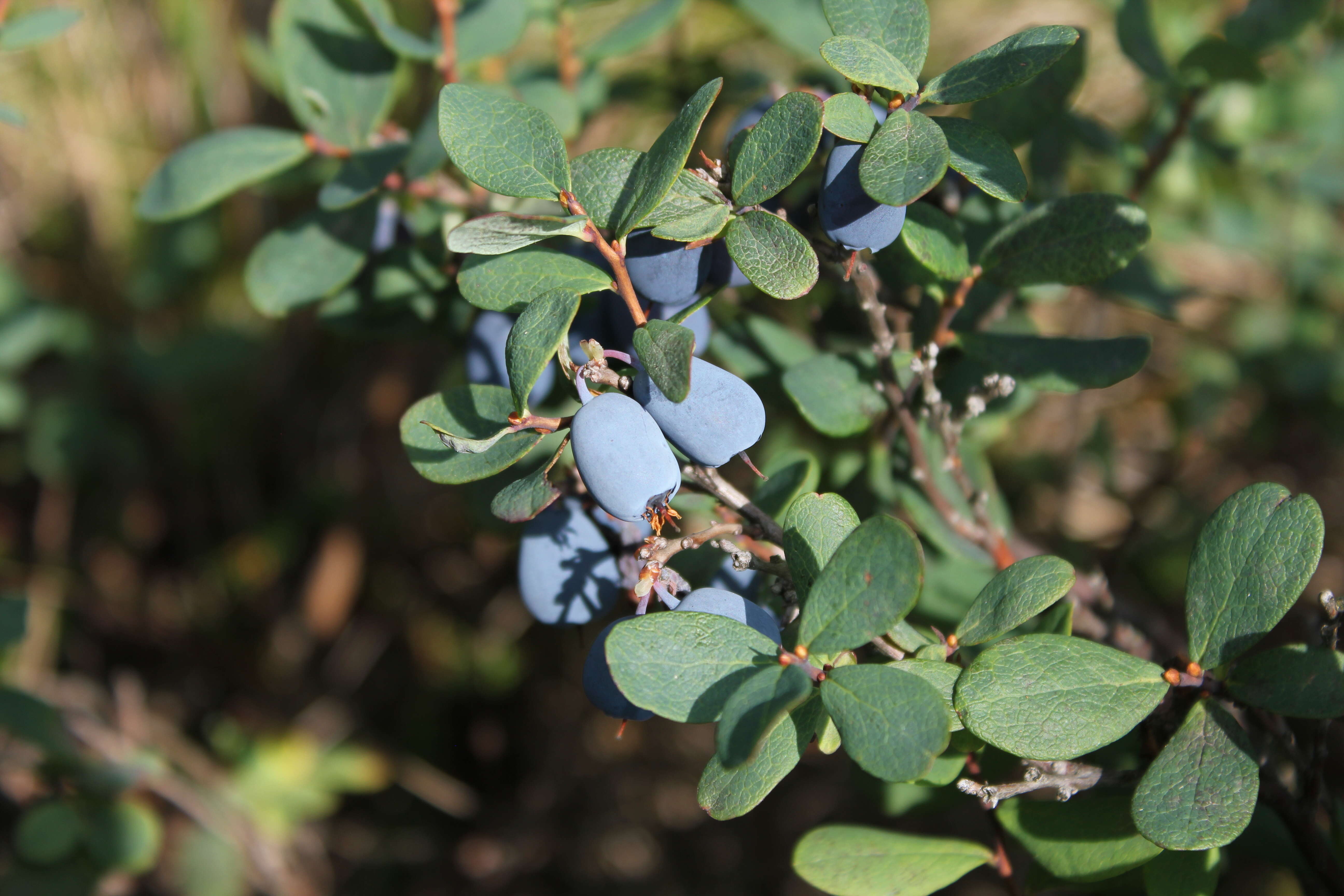 Image of alpine bilberry